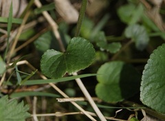 Viola × bavarica