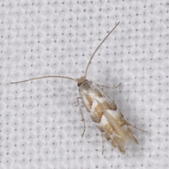 Phyllonorycter propinquinella