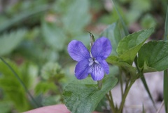 Viola × bavarica