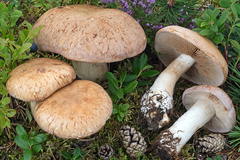 Phlegmacium balteatum