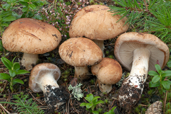 Phlegmacium balteatum