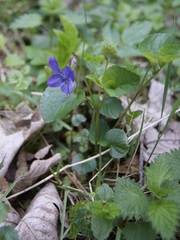 Viola × bavarica