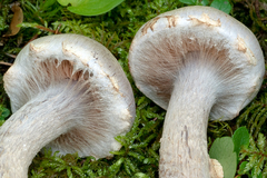 Cortinarius rusticus