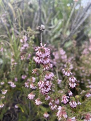 Erica labialis