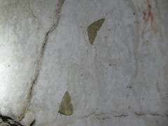 Triphosa