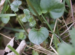 Viola × bavarica