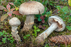 Cortinarius rusticus