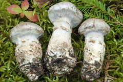 Cortinarius rusticus