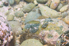 Halichoeres tenuispinis
