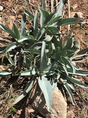 Penstemon pachyphyllus