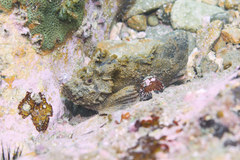 Paraploactis kagoshimensis