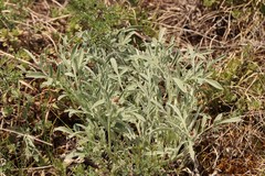 Psephellus sibiricus