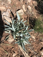 Penstemon pachyphyllus