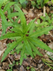 Chamaenerion angustifolium