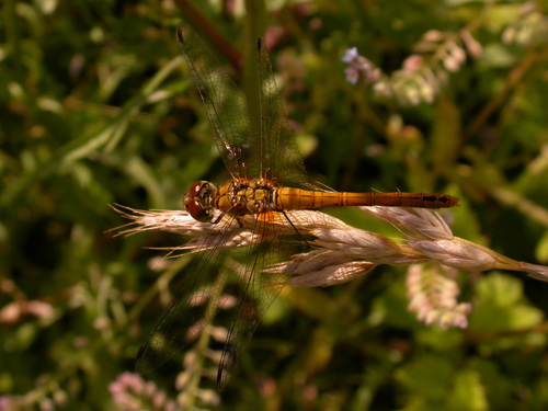 Sympetrum sanguineum