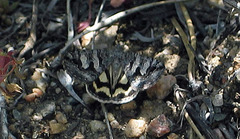 Drasteria hudsonica