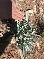 Penstemon pachyphyllus