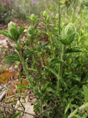 Sideritis endressii