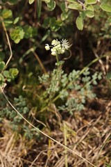 Thalictrum petaloideum