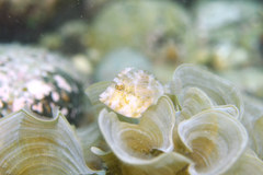 Stephanolepis cirrhifer