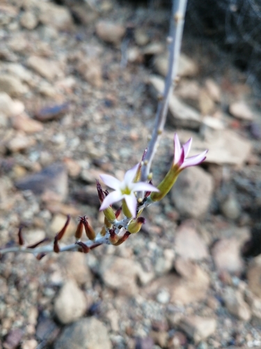 Image of Adromischus maculatus by (c) Danie Palm, some rights reserved (CC BY)