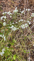 Valerianella amarella