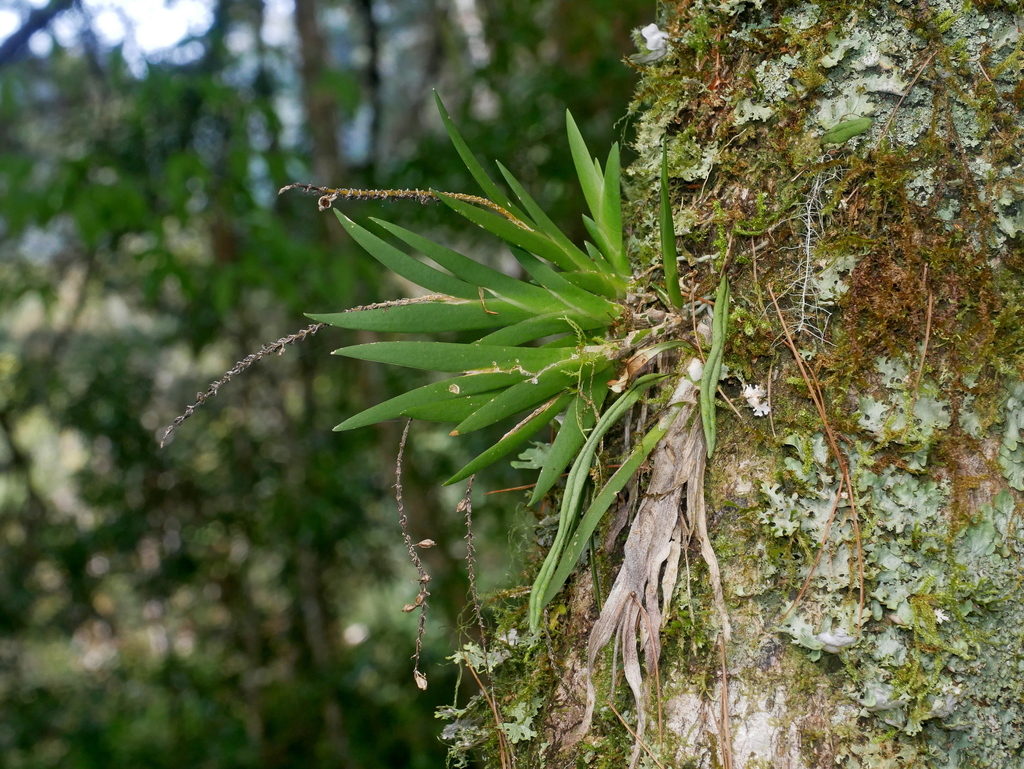 Oberonia caulescens