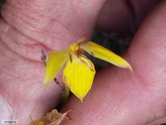 Disa tenuifolia