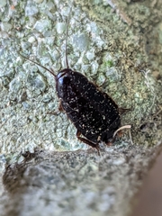 Loboptera