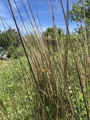 Juncus roemerianus