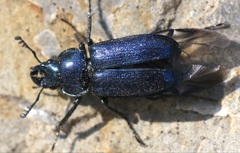 Platycerus caprea