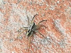 Hogna birabeni