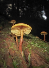 Agaricales