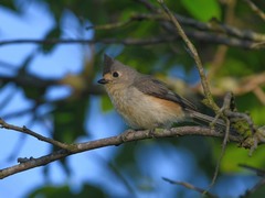 Baeolophus bicolor × atricristatus