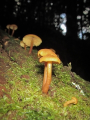Agaricales