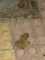 Bufotes boulengeri