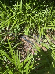 Lampropeltis getula