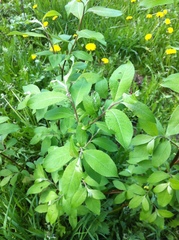 Salix caprea