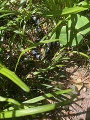 Lampropeltis getula