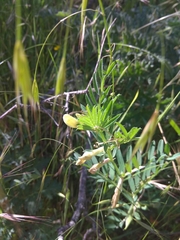 Vicia lutea