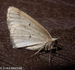 Lomographa glomeraria