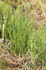 Hemerocallis minor