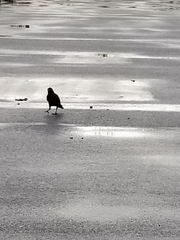 Corvus brachyrhynchos