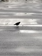 Corvus brachyrhynchos