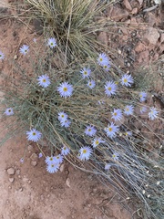 Erigeron utahensis