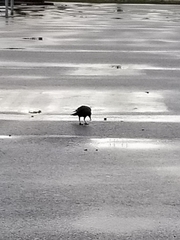 Corvus brachyrhynchos