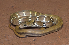 Trinket Snake photo 5