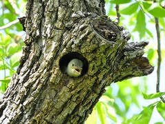 Melanerpes carolinus