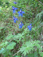 Delphinium trolliifolium