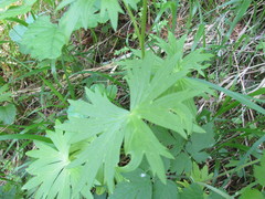Delphinium trolliifolium